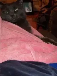 Mornink Meetink Minuteys By Stellaluna The Cat - Heidi Dietrich