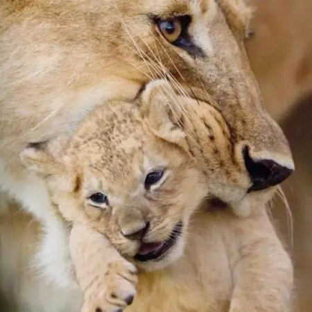 Karnet kwadrat z kopertą Lioness and cub - Museums & Galleries
