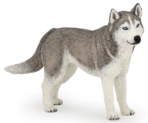Husky syberyjski - PAPO