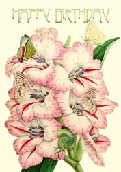 Karnet B6 brokat z kopertą Urodziny Mieczyki - Madame Treacle