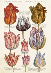 Karnet ST476 B6 + koperta Tulipany - Skona Ting