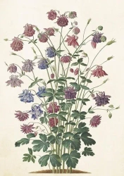 Karnet ST510 B6 + koperta Orlik pospolity - Skona Ting