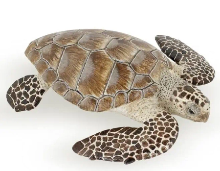 Żółw karetta - PAPO