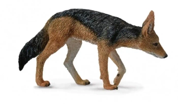 Szakal czarpakowy - Collecta