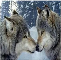 Diamentowa mozaika dwa wilki zimowy las NO-1008519 - Norimpex