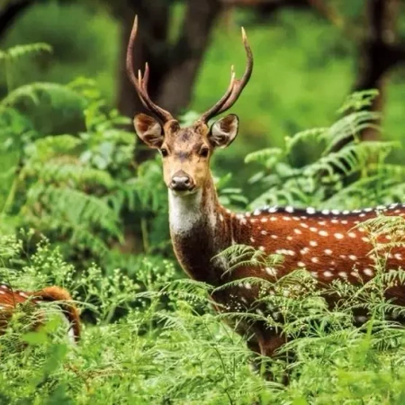 Karnet kwadrat z kopertą A Chital Deer - Museums & Galleries