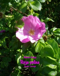 eBook Róża polna. Nowele i fantazje - Antoni Lange epub mobi