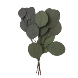 Eukaliptus populus 4 gałązki ok. 20cm zielony - Dalprint dpCraft