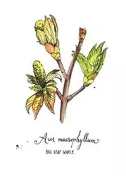 5 x 7 inch Paperback Blank Journal Big Leaf Maple Botanical Cover Art by Annie Brulé