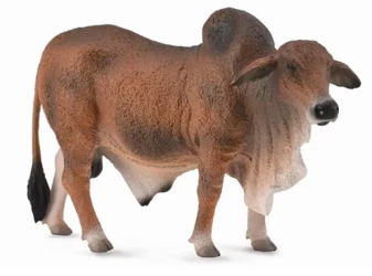 Byk czerwony brahman - Collecta