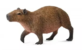 Kapibara gryzoń - Collecta
