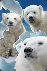 Mini kartka 3D Niedźwiedzie Polarne - Worth Keeping