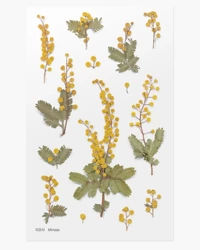 Naklejki ozdobne kwiaty Mimoza - APPREE