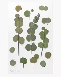 Naklejki ozdobne roślinne Eukaliptus - APPREE
