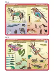 Podkładka edu. 053 - Anatomia: ssaki, ptaki, płazy - Visual System