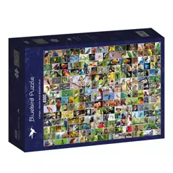 Puzzle 4000 Najpiękniejsze ptaki świata - Bluebird Puzzle