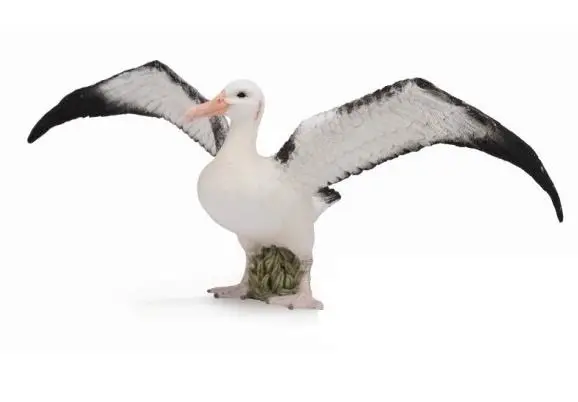 Albatros wędrowny - Collecta