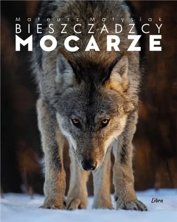 Album Bieszczadzcy mocarze - Wilk - Mateusz Matysiak