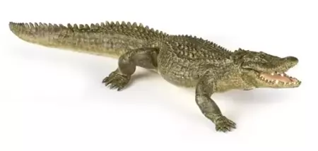 Aligator - PAPO