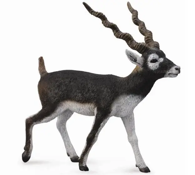 Antylopa Blackbuck - Collecta