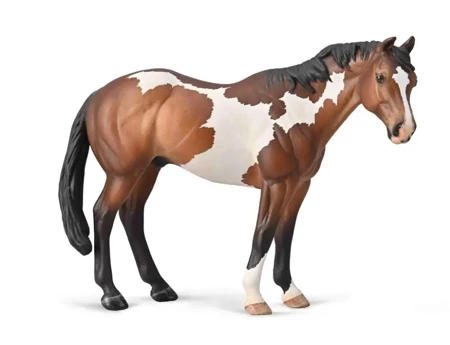 Appaloosa ogier - Collecta