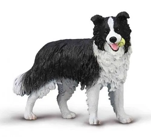 Border Collie - Collecta