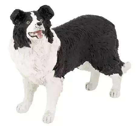 Border collie - PAPO