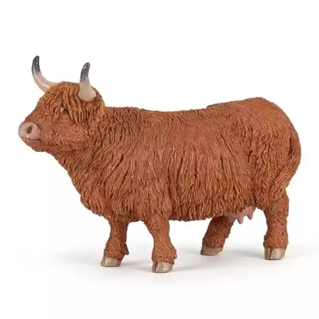 Byk Highland Cattle - PAPO