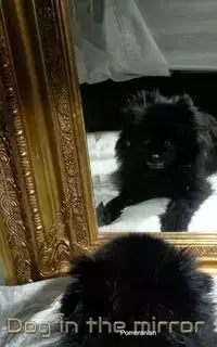 Dog in the Mirror Pomeranian - Michael Huhn Sir