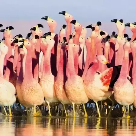 Karnet kwadrat z kopertą Andean Flamingoes - Museums & Galleries