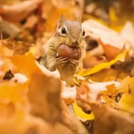 Karnet kwadrat z kopertą Chipmunk with an acorn - Museums & Galleries