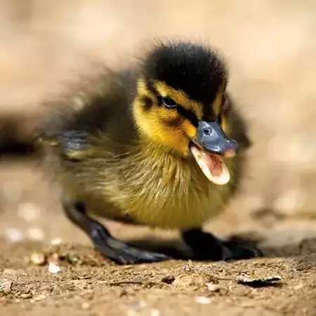 Karnet kwadrat z kopertą Mallard Duckiling - Museums & Galleries