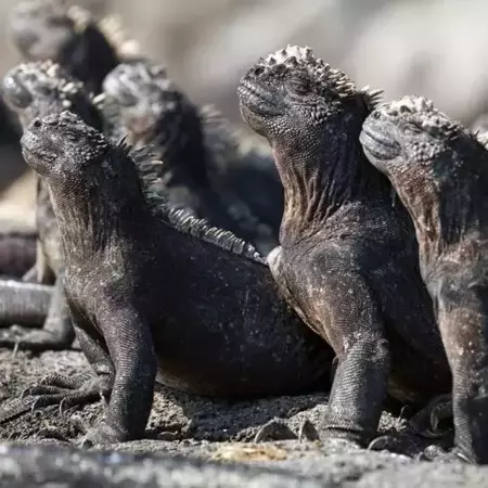 Karnet kwadrat z kopertą Marine Iguanas - Museums & Galleries