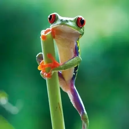 Karnet kwadrat z kopertą Red Eyed Frog - Museums & Galleries