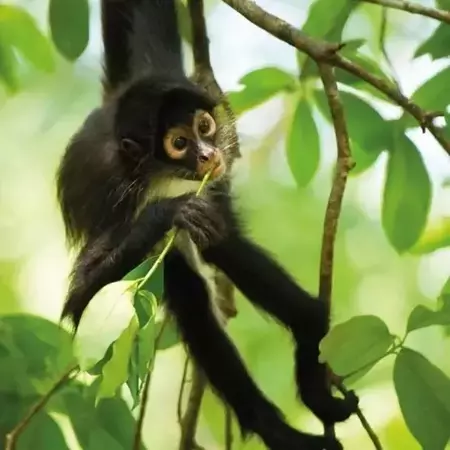 Karnet kwadrat z kopertą Spider Monkey - Museums & Galleries