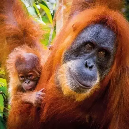 Karnet kwadrat z kopertą Sumatran Orangutan and Ba - Museums & Galleries