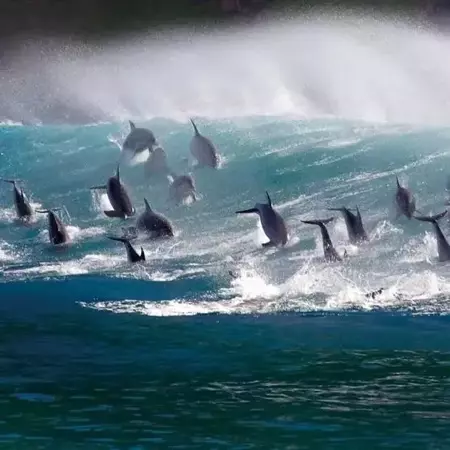 Karnet kwadrat z kopertą Surfing Bottlenose Doplhi - Museums & Galleries