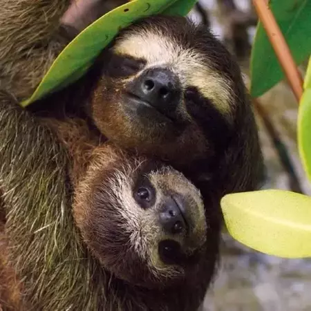 Karnet kwadrat z kopertą Three-toed Pygmy Sloth - Museums & Galleries