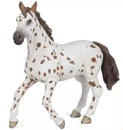 Klacz Appaloosa - PAPO