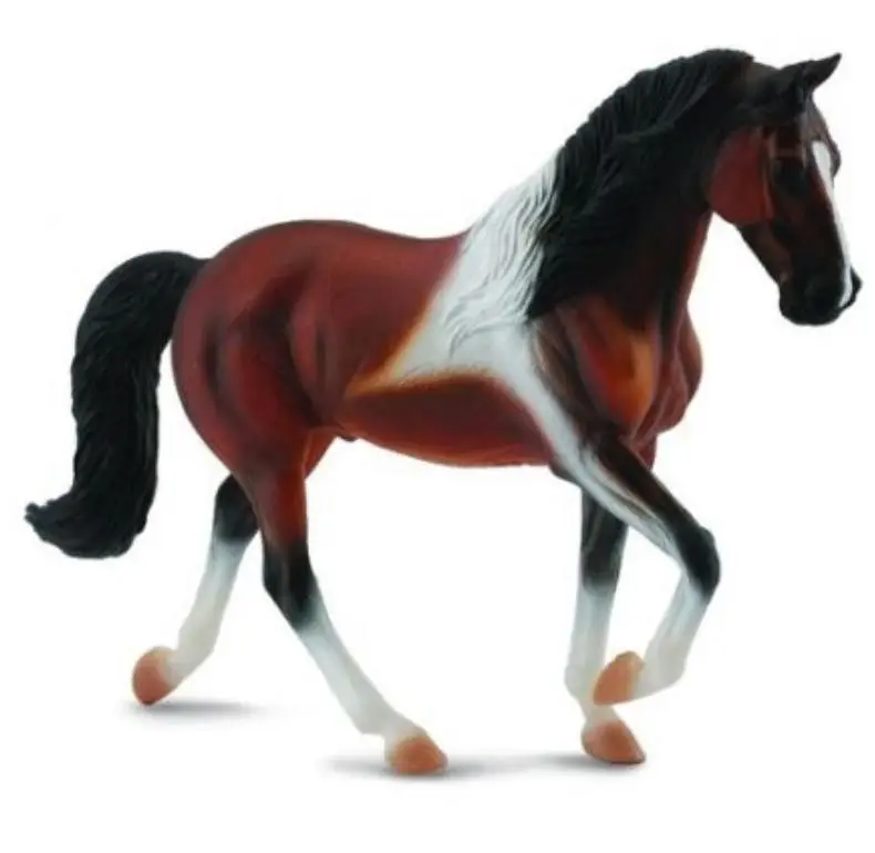 Klacz rasy Stallion Bay Pinto spacerująca - Collecta