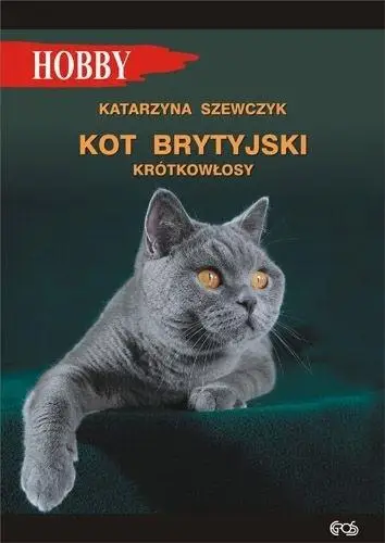 Kot brytyjski krótkowłosy w.4 - Katarzyna Szewczyk