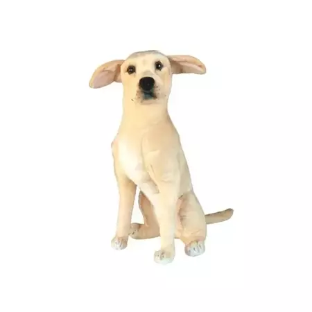 Labrador 66cm - Dubi