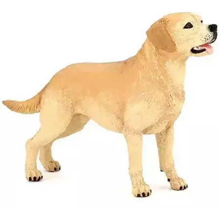 Labrador - PAPO