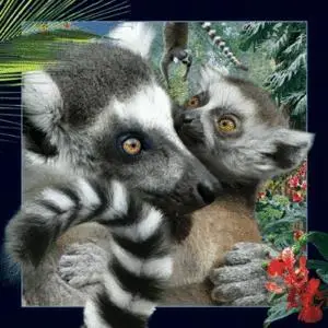 Magnes 3D Lemur - Worth Keeping