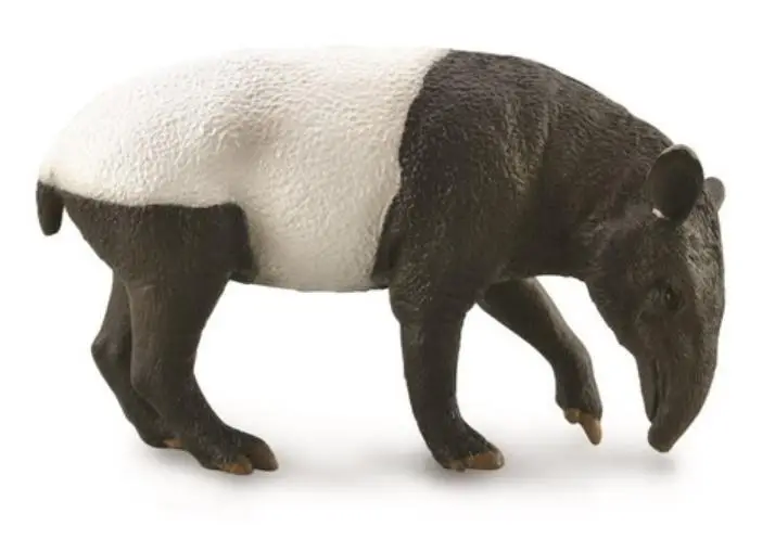 Malayan Tapir - Collecta