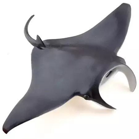 Manta - PAPO