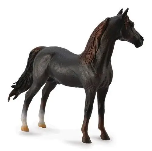 Ogier Morgan Stallion maści kasztanowej - Collecta