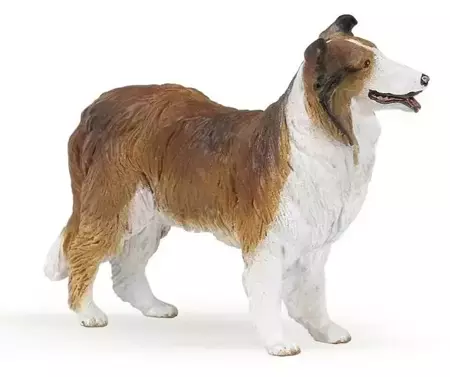 Owczarek Collie - PAPO