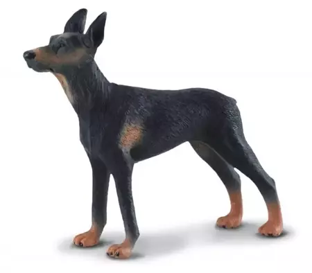 Pies doberman - Collecta