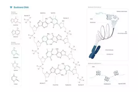 Plakat schemat budowy DNA - Biomedica